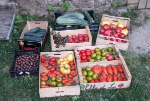 La récolte des fruits et légumes est un moment de satisfaction qui cloture quasiment les activités au potager et au verger