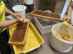 La récolte du miel et la désoperculation des cadres, une des activités sans risque de l'apiculture à la ferme