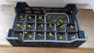 La plupart de nos cultures proviennent de nos propres semis. Vous pourrez vous y essayer ou procéder au repiquage.