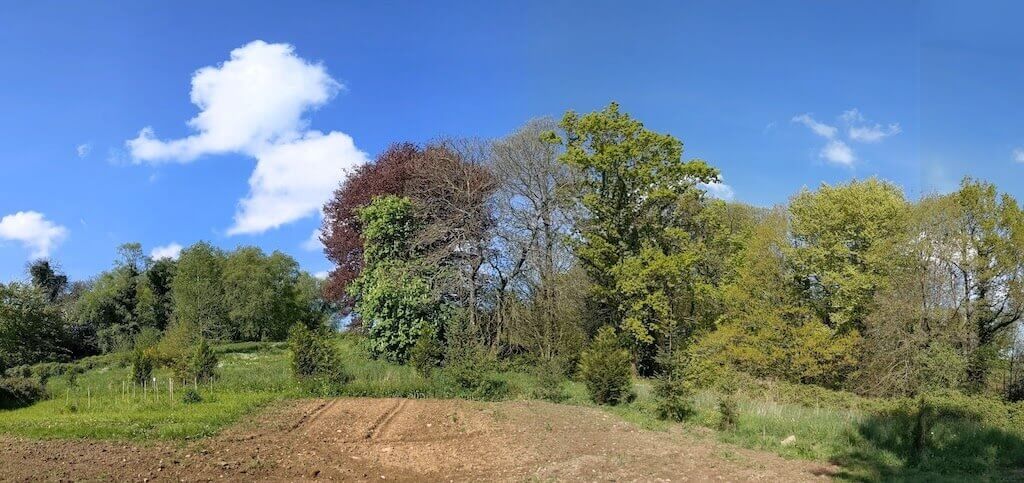 La vue sur l'orée du bois depuis la tente