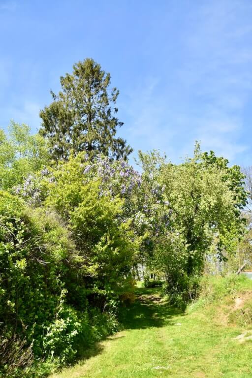 Le chemin d'accès (carrossable) vers la tente